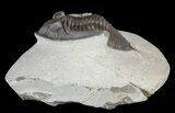 Bargain, Zlichovaspis Trilobite #62167-4